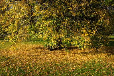 Trees in park during autumn