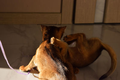 View of abyssinian cats playing on floor