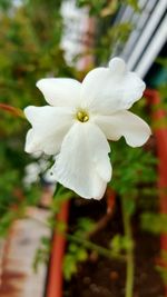 Close-up of white flower blooming outdoors