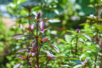 Close-up of pink flowering plant