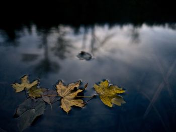 Close-up of maple leaves floating on lake