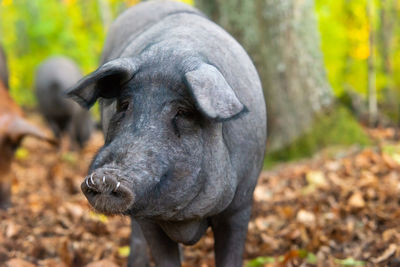 Close-up of pig 