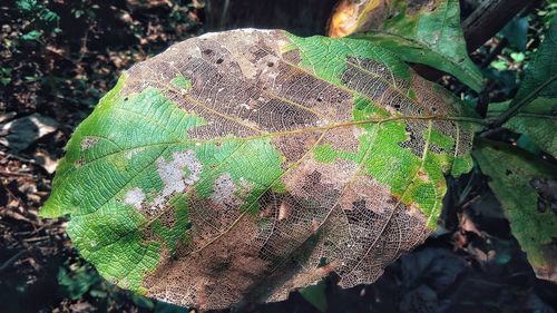 Close-up of plant