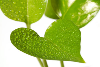 Close-up of raindrops on leaves