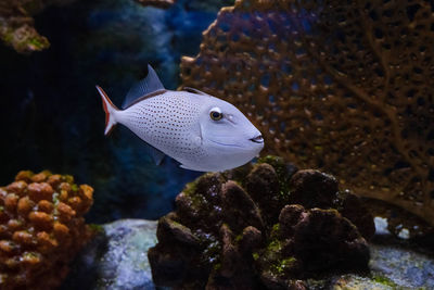 Captive red tail trigger fish is in a fish tank