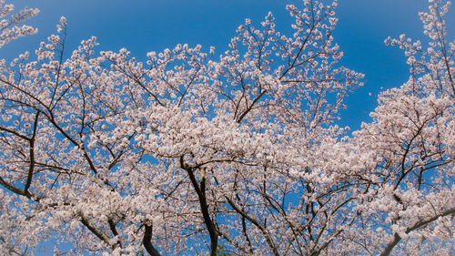 Low angle view of cherry blossom tree against blue sky