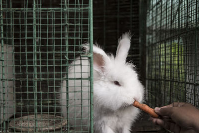 Close-up of a hand feeding rabbit