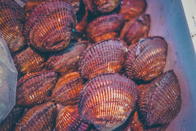 Extreme close up of shellfish