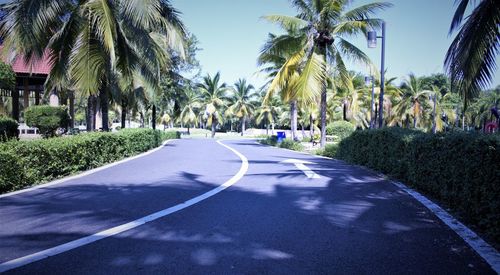 Road amidst palm trees against sky in city