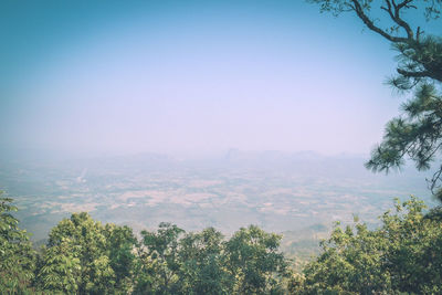 Trees in forest against clear sky