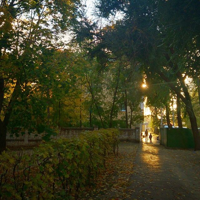 tree, illuminated, street light, night, growth, park - man made space, lighting equipment, footpath, building exterior, the way forward, incidental people, transportation, street, nature, built structure, outdoors, branch, men, architecture