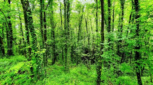 Pine trees in forest