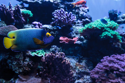 Close-up of fish swimming underwater