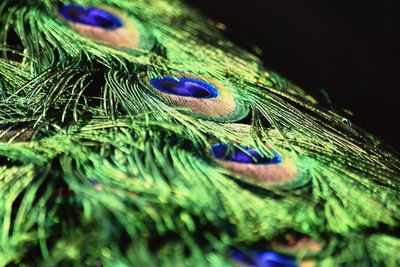 Close-up of peacock feather against black background