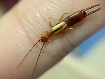 Close-up of insect on hand