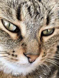 Close-up portrait of a cat