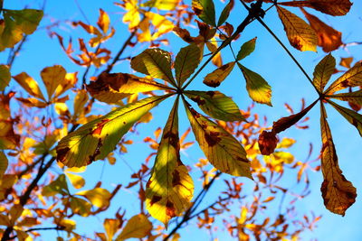 Low angle view of autumnal leaves against sky