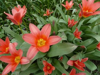 Close-up of orange flowers blooming outdoors