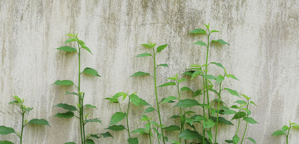 Close-up of ivy on wall