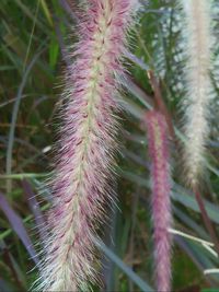 Full frame shot of plant