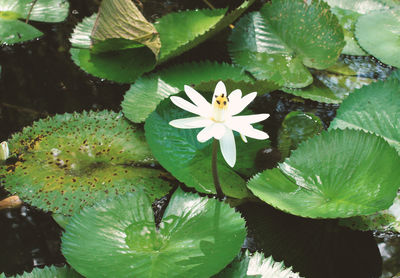 High angle view of lotus water lily blooming outdoors