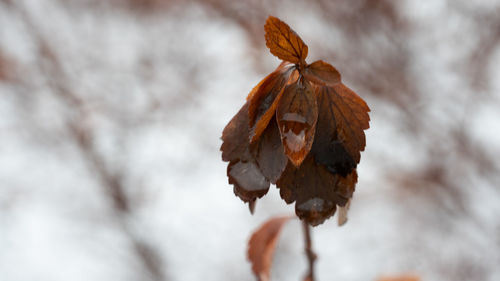 Close-up of dry leaf on plant during winter