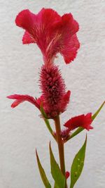Close-up of red hibiscus flower