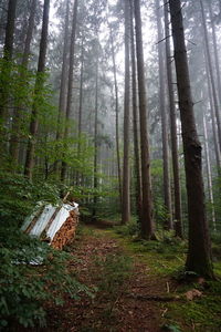 Pine trees in forest