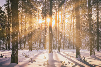 Trees in forest