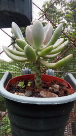 Close-up of potted plant