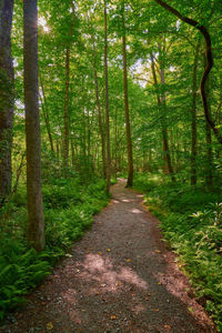 Footpath amidst trees in forest