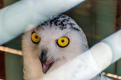 Portrait of barn owl in zoo