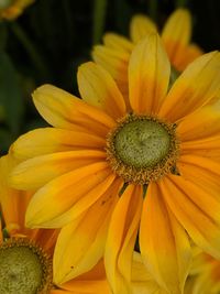 Close-up of yellow flowering plant