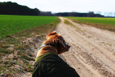 Dog on dirt road