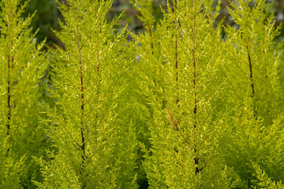 Full frame shot of fresh green plants