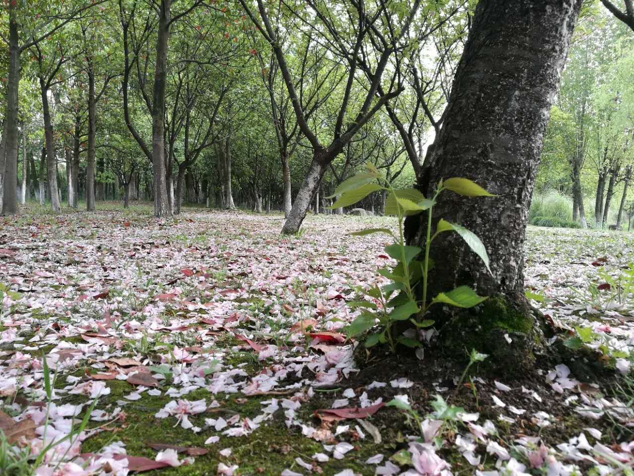 growth, nature, tree, beauty in nature, plant, flower, freshness, tree trunk, day, outdoors, no people, tranquility, scenics, fragility, branch