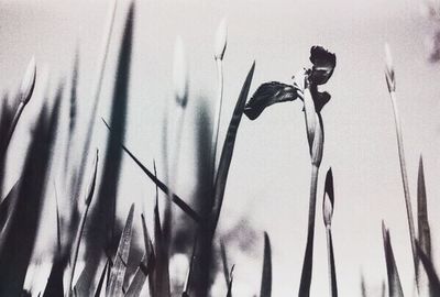 Close-up of plant against blurred background