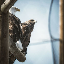 Close-up of bird perching on a branch