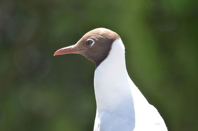 Close up of a bird