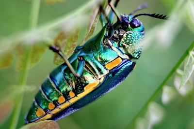 Close-up of insect