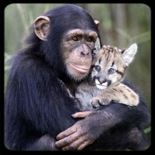 animal themes, transfer print, one animal, mammal, wildlife, togetherness, animals in the wild, sitting, two animals, auto post production filter, focus on foreground, young animal, close-up, monkey, pets, portrait, looking away, animal family, bonding