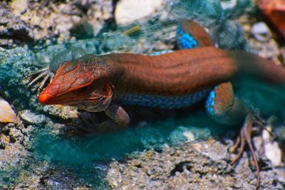 Close-up of fish swimming in sea