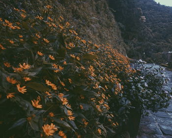 Close-up of plants in forest