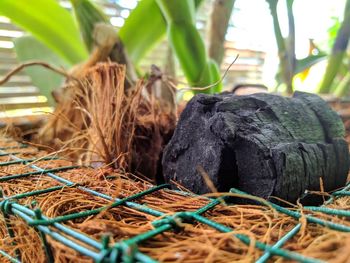 Close-up of dead plant in nest