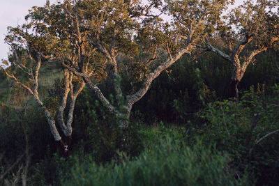 Trees growing in forest