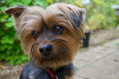 Close-up portrait of dog