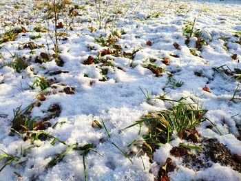 High angle view of frozen plants during winter