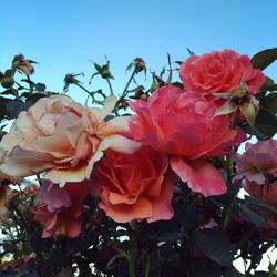 Close-up of pink flowers