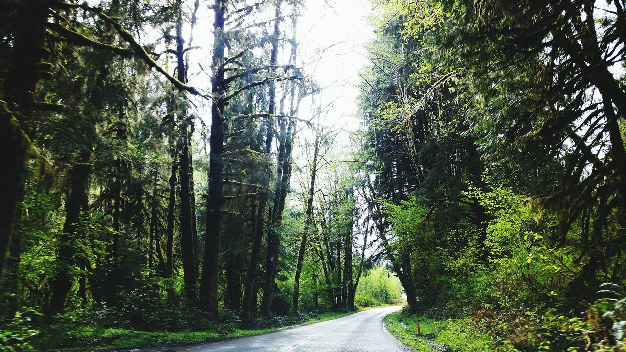 Kalaloch