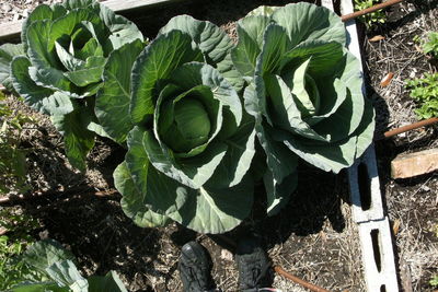 High angle view of plants